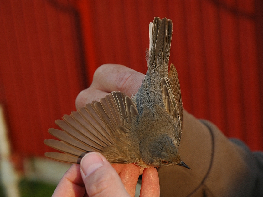 Subalpine Warbler, Sundre 20070522